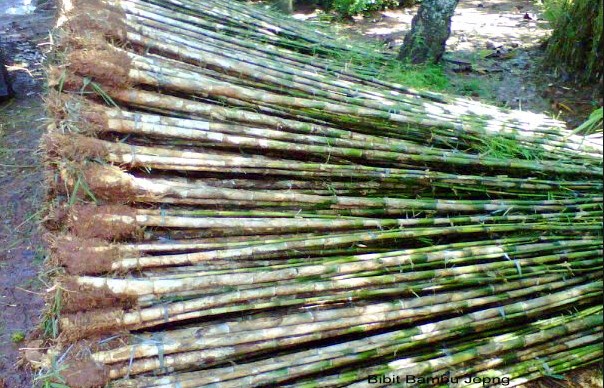 Harga Pohon Bambu Jepang Jual Bambu Kuning Dan Bambu Panda